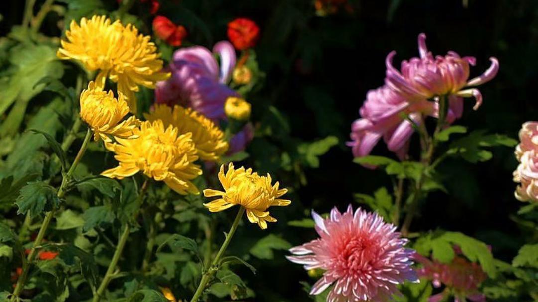 《冬菊辞》冷铁般的枝条猛然向虚空延展，撞碎整季封冻的沉默——抖落满襟霜花，