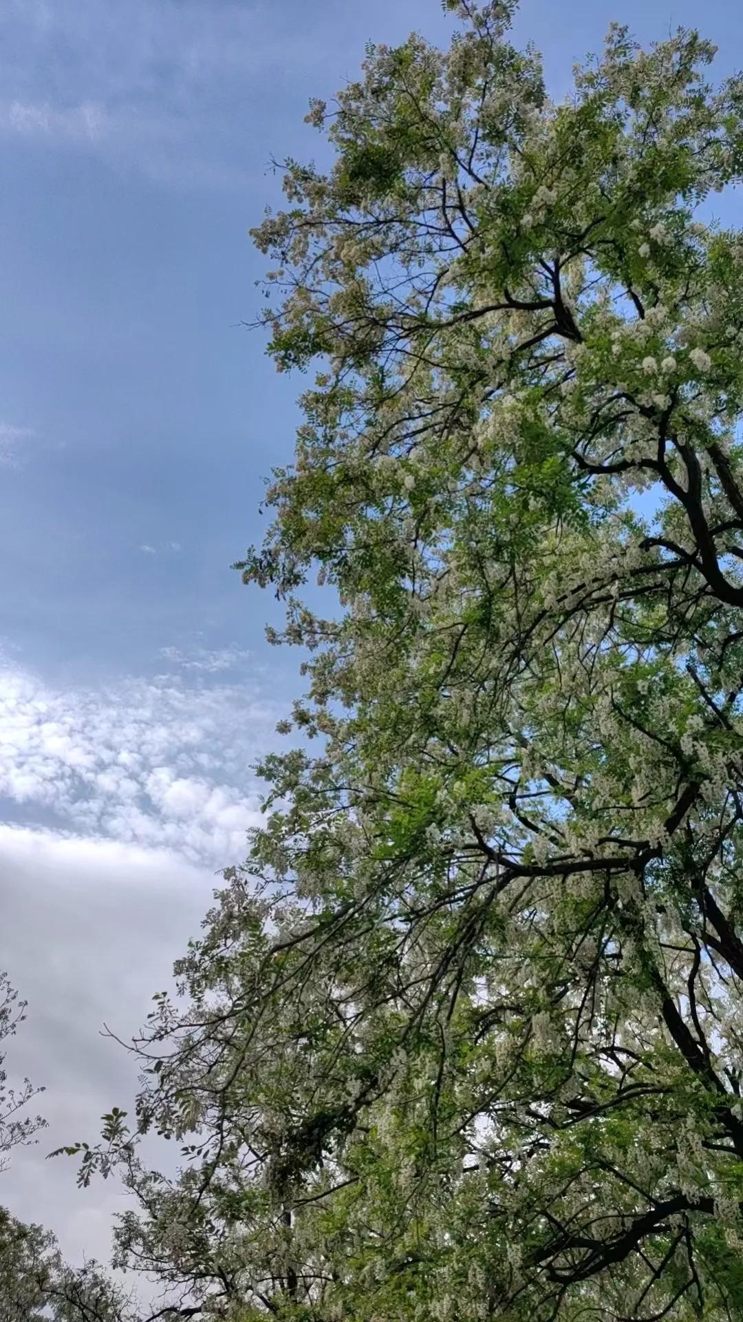 一串串槐花散发清香，风拂过时，花影摇曳，香气弥散。