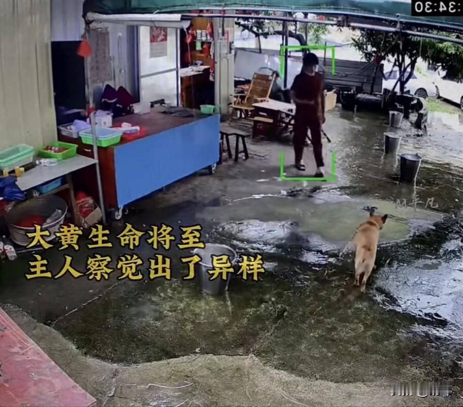 泪目了！一位阿姨养了一只大黄狗十余年了，这天大黄狗感觉到自己大限将至，它决定离开