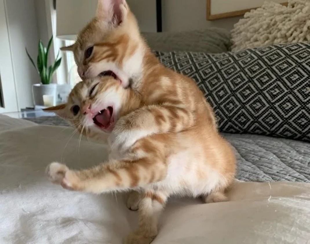 要把小猫吃掉​​​