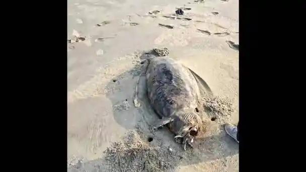 官宣功能性灭绝4年后，“美人鱼”突然现身湛江海滩！一出现就是永别，看哭全网