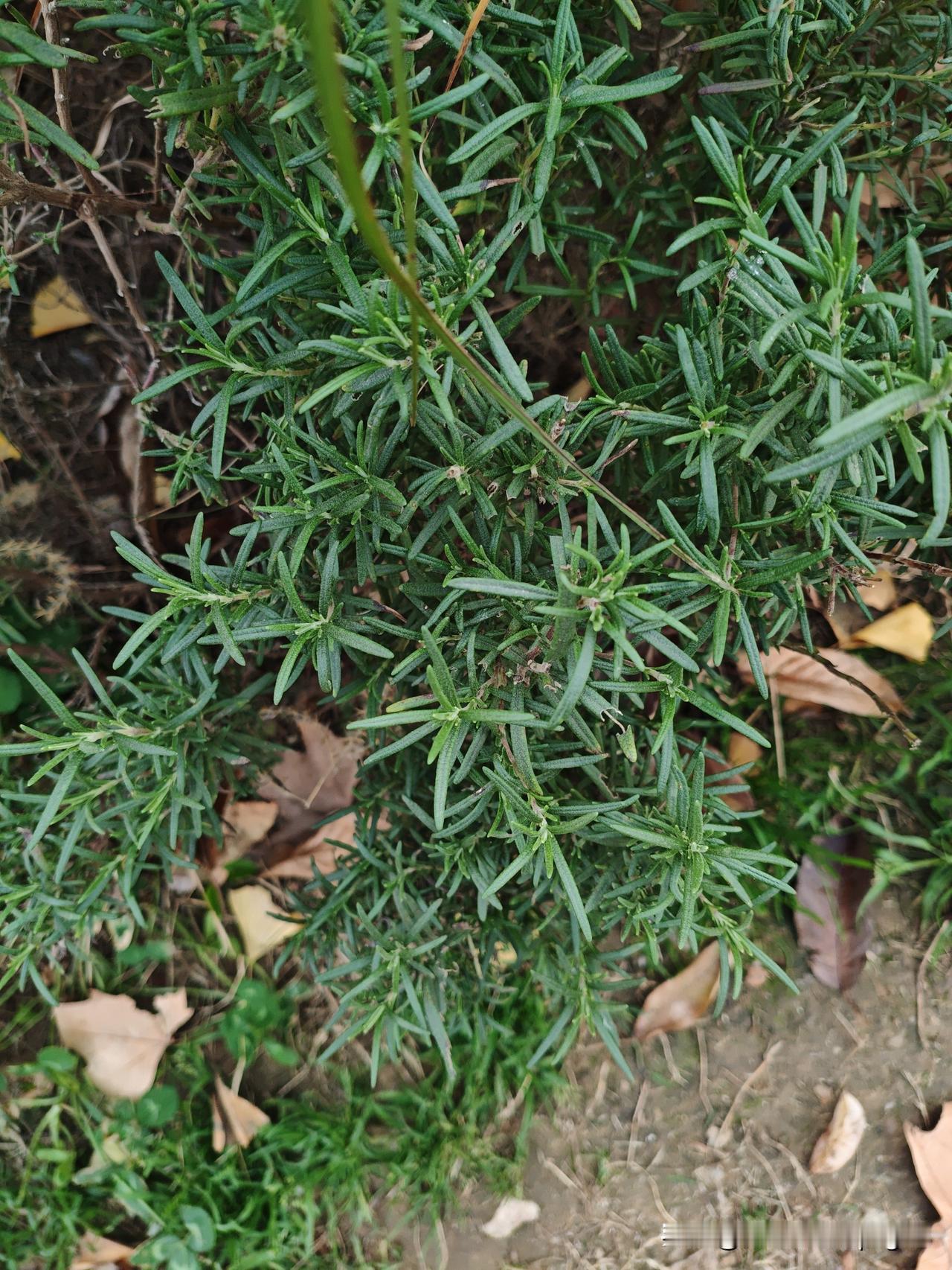 猜猜这是什么香料？炖肉好吃的灵魂！