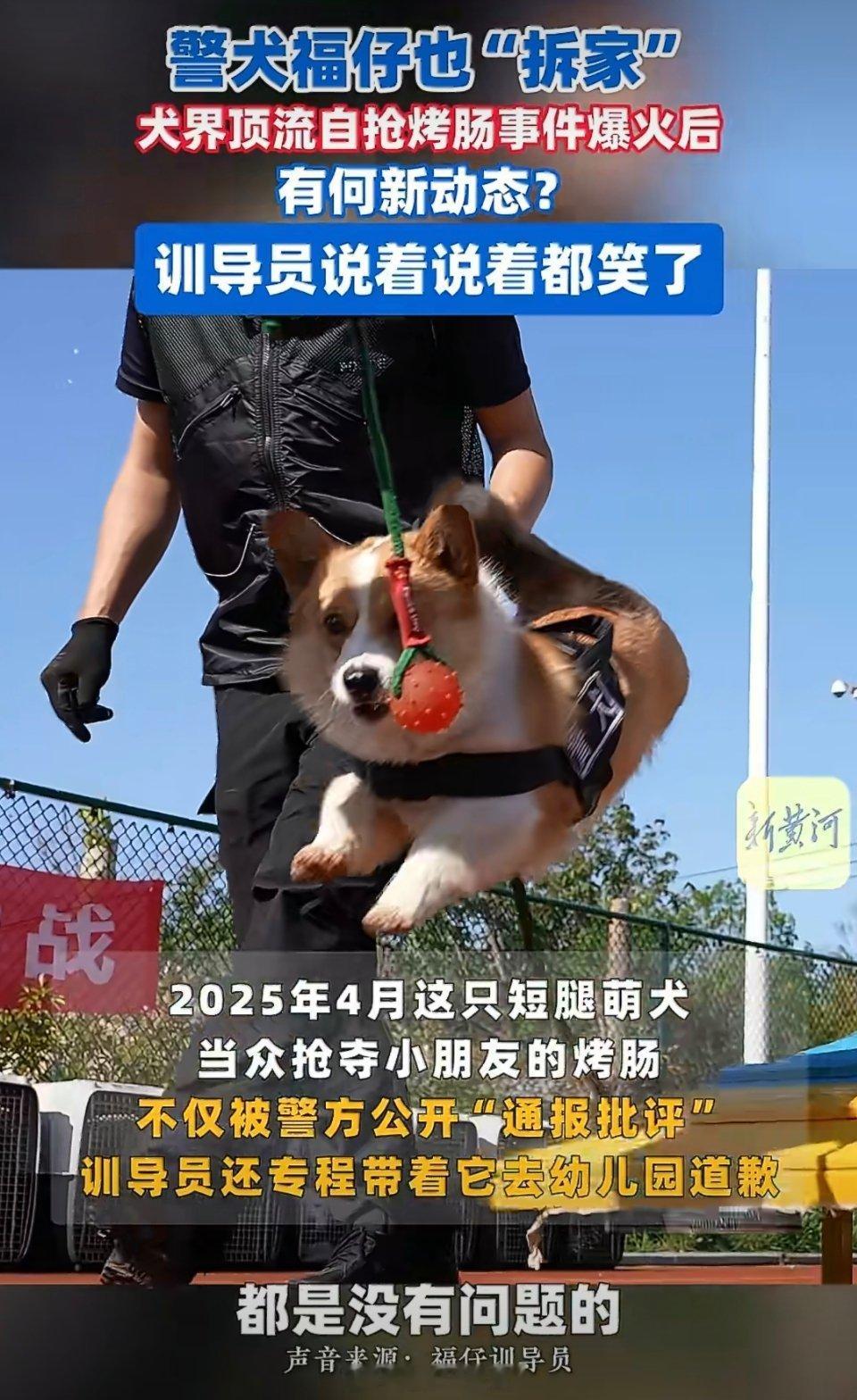 柯基警犬福仔爆红的这一年这一年，柯基警犬福仔凭借短腿萌态与认真工作的反差感圈粉无
