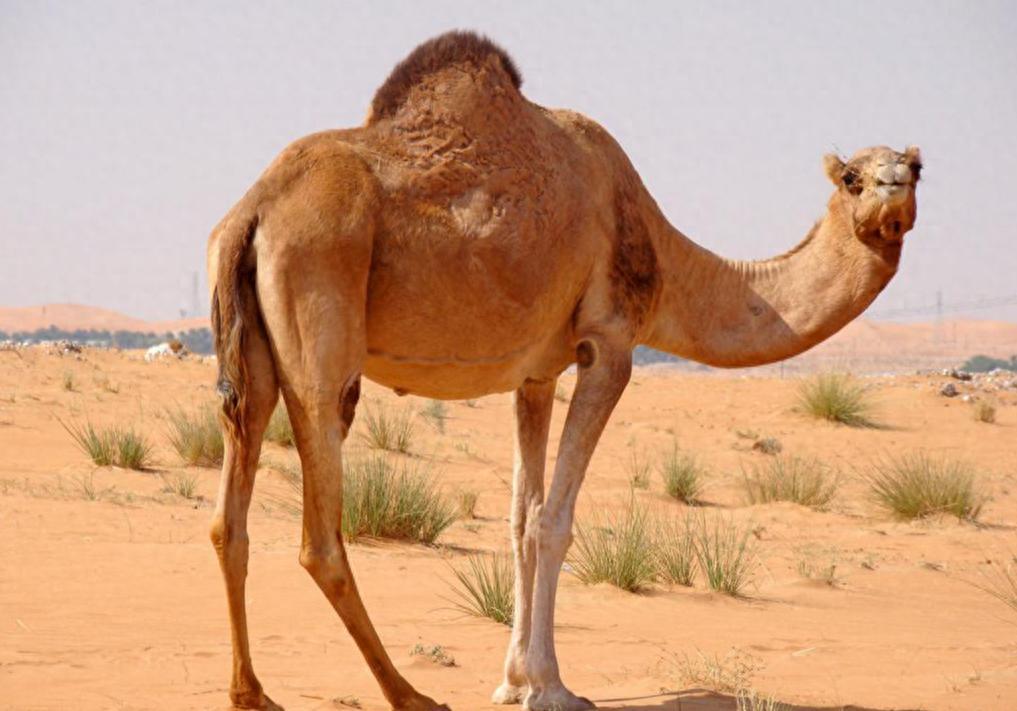 沙特阿拉伯，全年要吃掉11.3万吨骆驼肉。但问题来了——自己家沙漠里的骆驼不够用