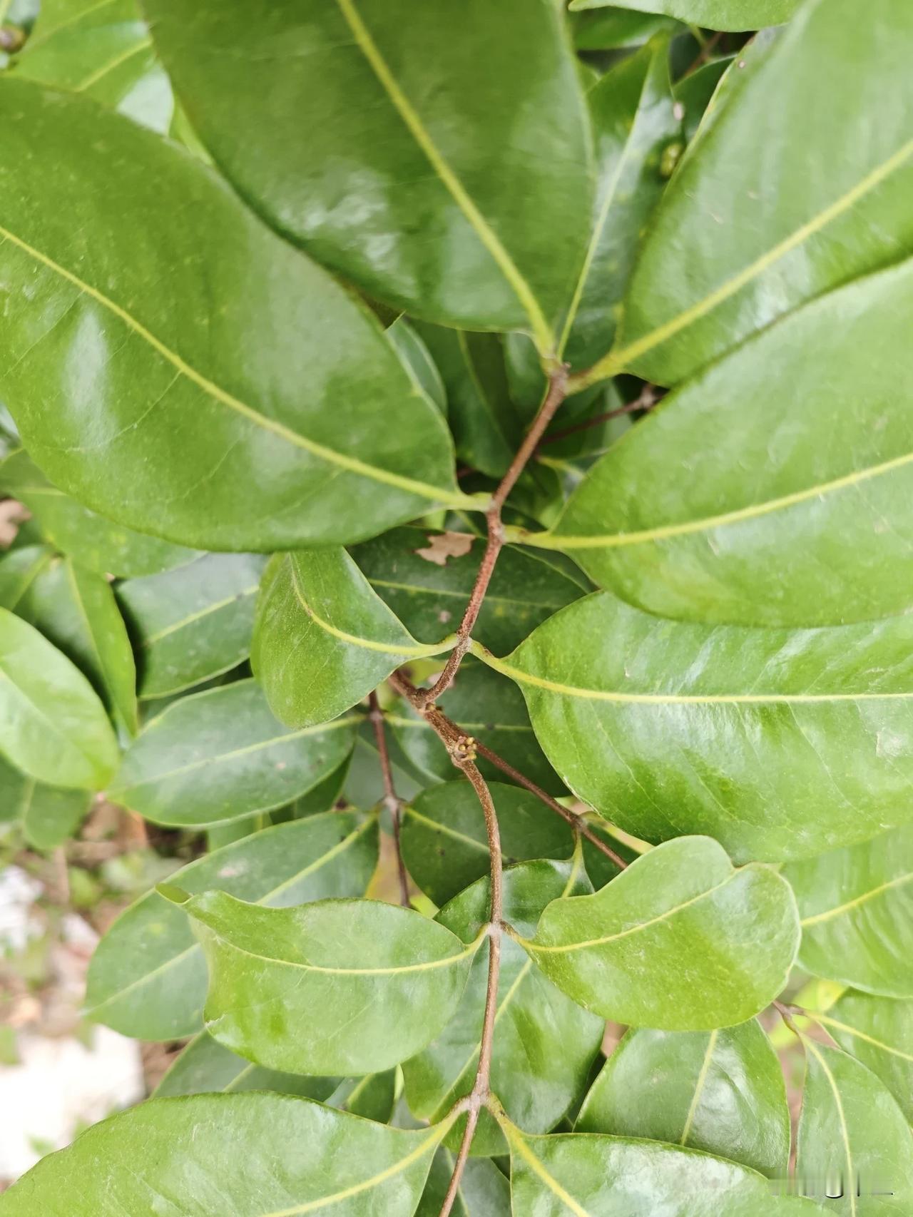 荔枝迟熟品种开始发芽分化萌动。