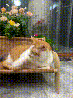 现在的小老鼠胆子也太大了，居然敢正面硬刚猫咪！以往都是老鼠见猫拔腿就跑，这