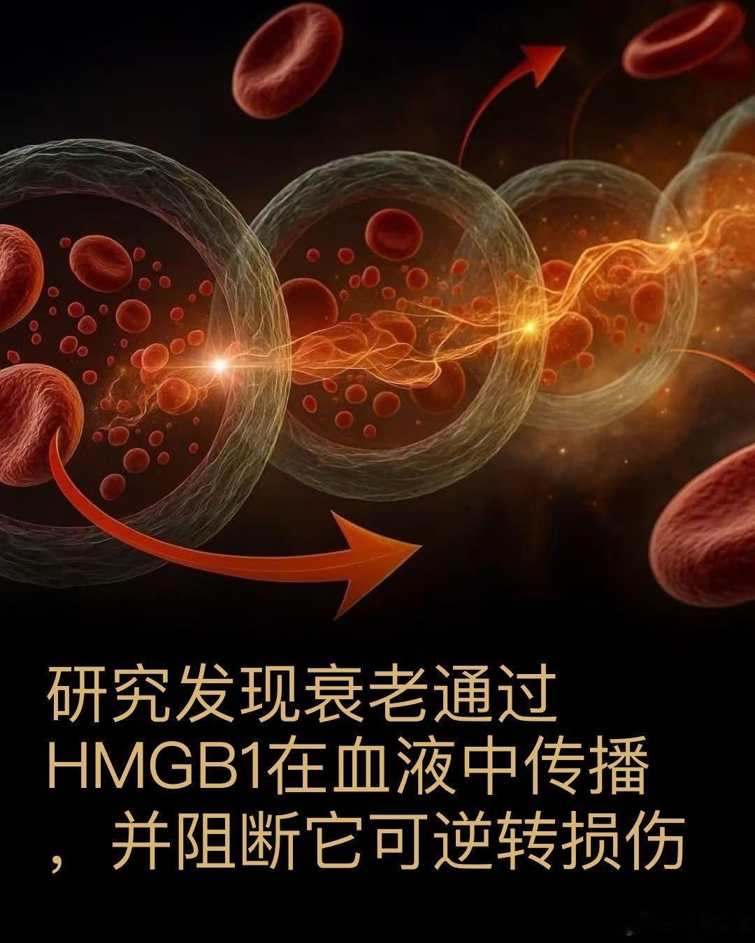 科学家发现了一种在体内传递“衰老信号”的蛋白质——阻断这种蛋白质可以真正逆转衰老