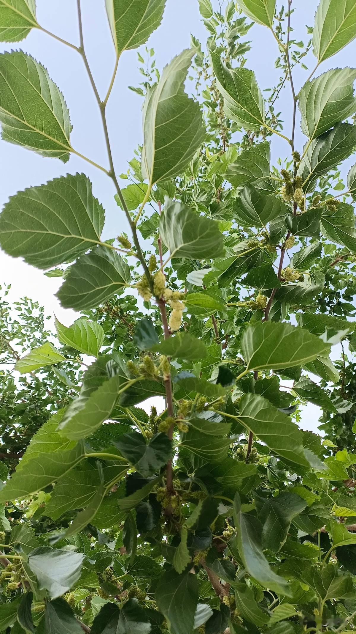 婆婆过世那会儿，舅舅家两个儿子一人上了两千。现在舅舅病重了。你猜怎么着？夫家三