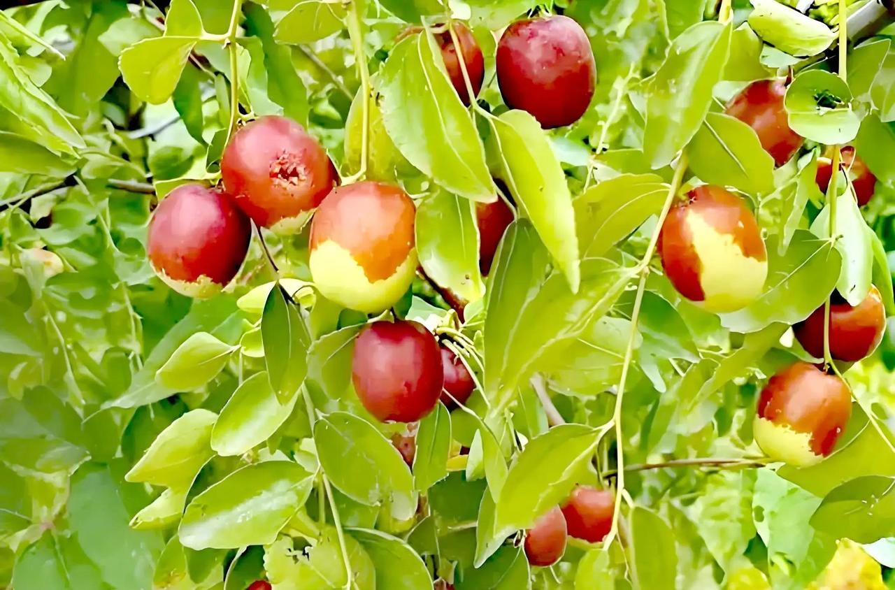 3月春分时，种“禁忌”果树如枣、梨、桑，竟能转“凶”为“吉”？许多人因传统谐