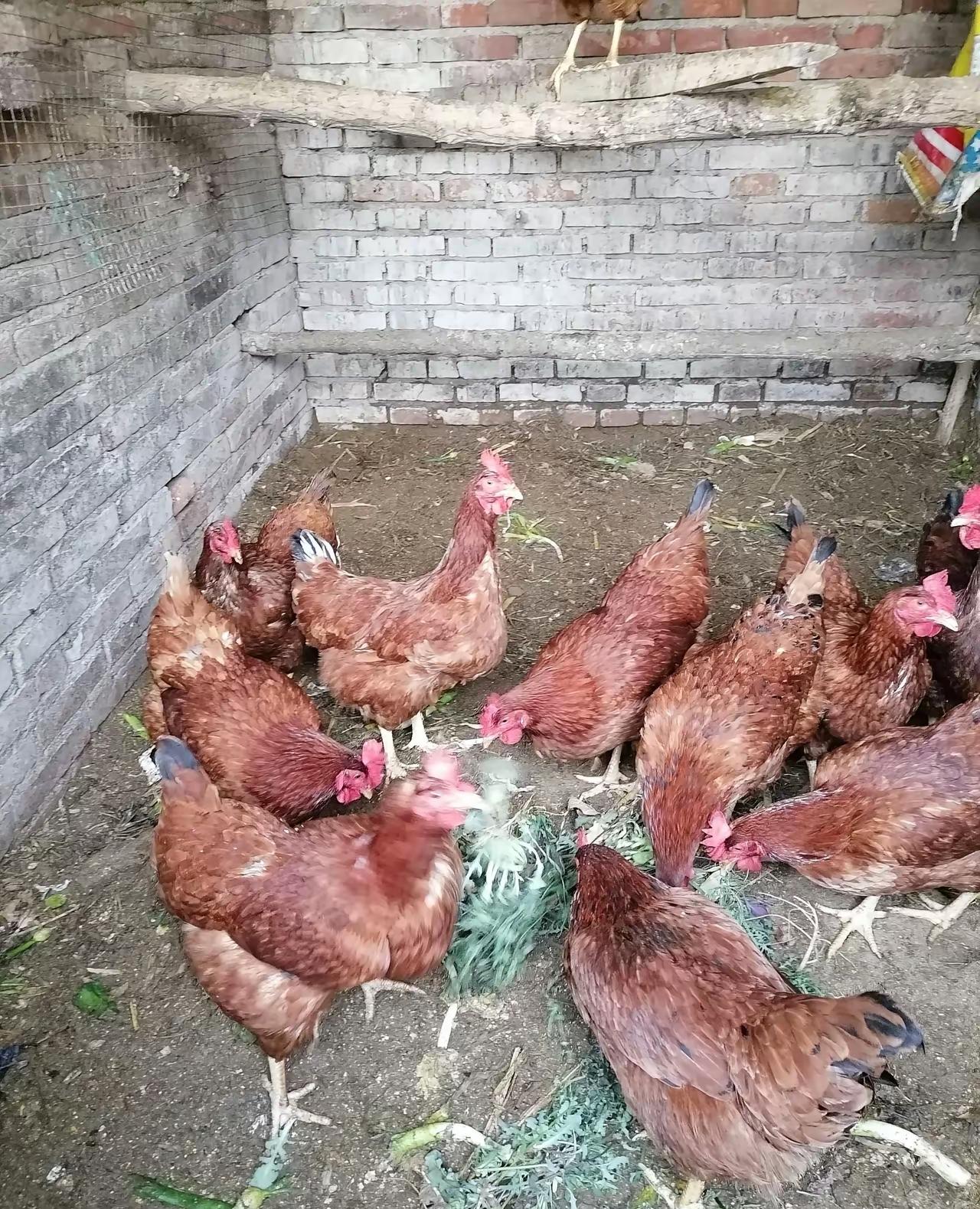 我这个农村人真的难，平白无故就被一个城里人欺负了，这不是城里的一个亲戚昨天来家里