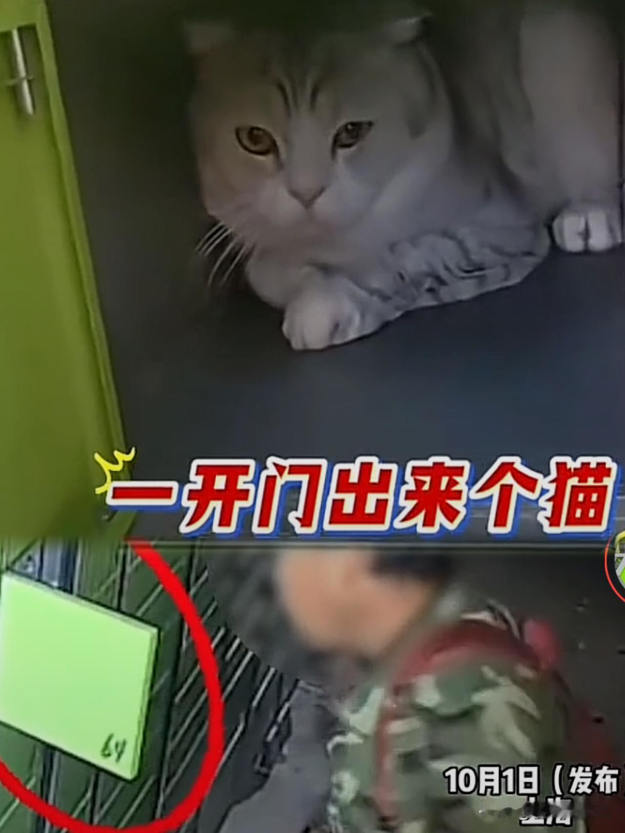 男子将猫关进快递柜转身就走，温顺小猫的遭遇藏着人心冷暖监控拍下惊人一幕：上海