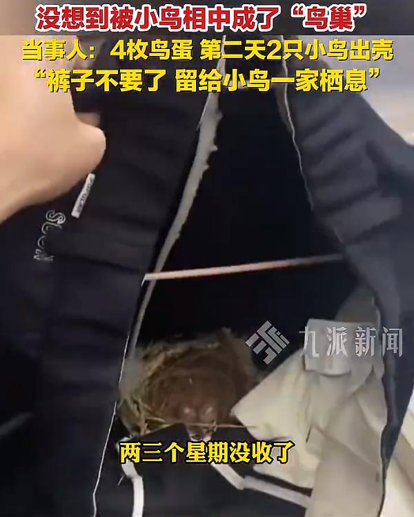 【广东男子晾裤一月意外孵出小鸟】揭阳男子晾裤子喜提四枚鸟蛋近日，广东揭阳，男子