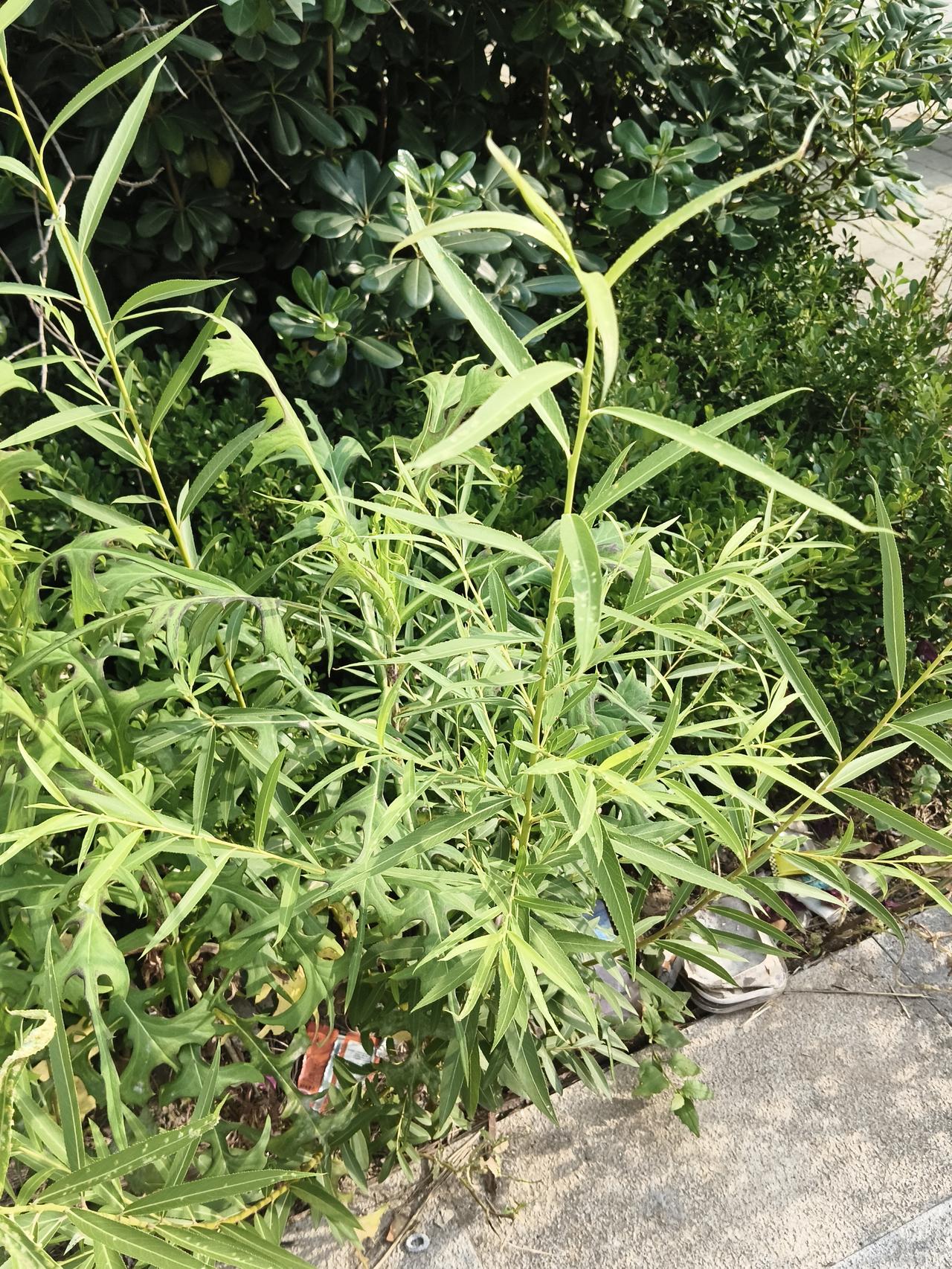 记录我的2026现在新区的草很茂，不过树种的也特别好，估计是人力不足吧，除草需要