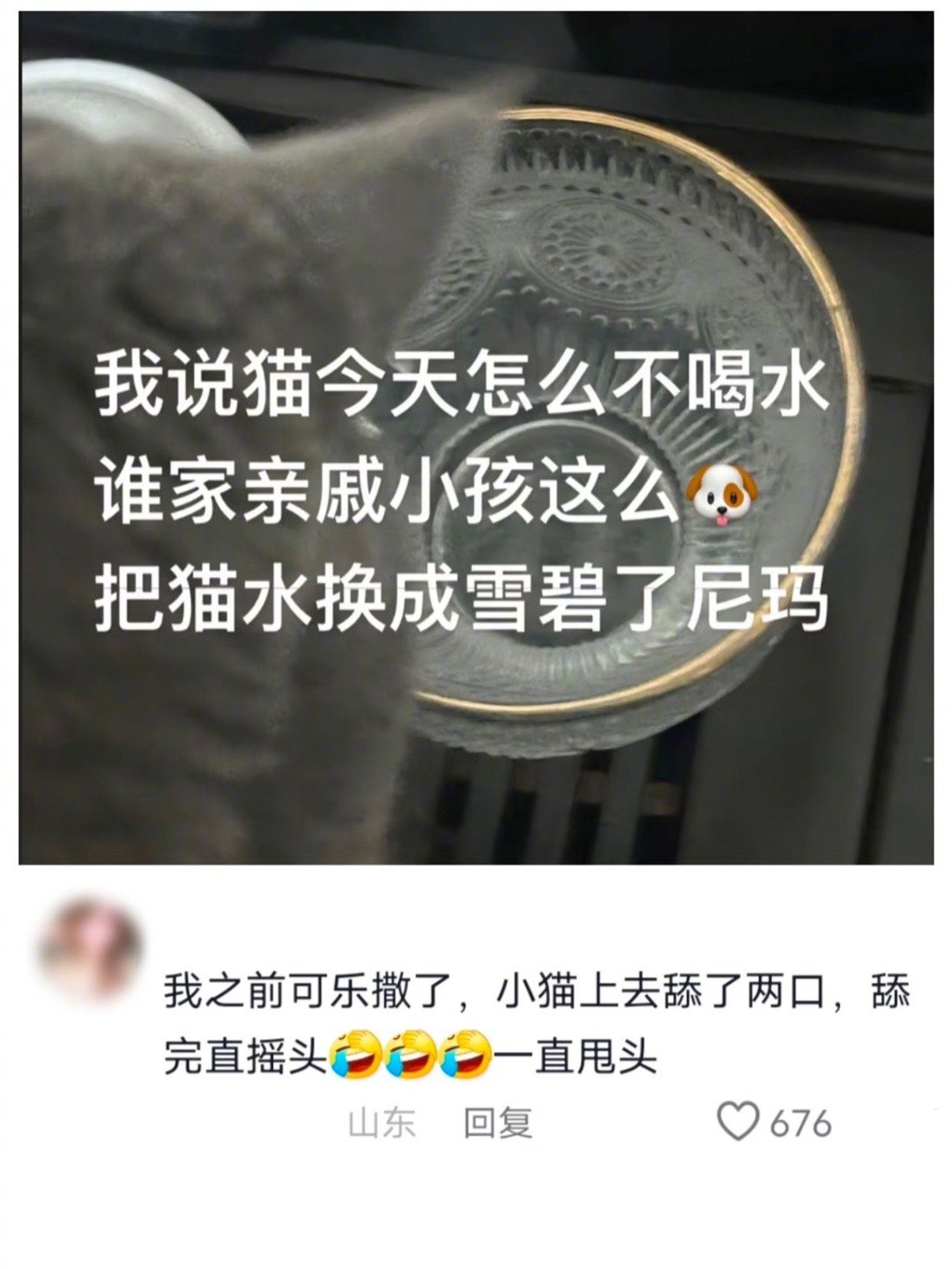 小孩：过年了让猫喝点好的猫：今天喝水怎么还打我舌头