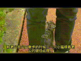 散步遇碰瓷小猫，一个动作让夫妻俩瞬间破防！周末傍晚，她和丈夫在公园散步，晚