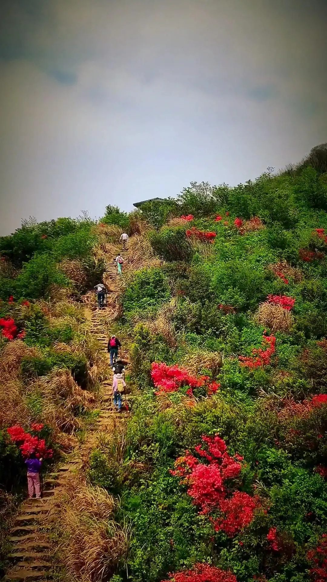 大壁山杜鹃花海，美到窒息！谁懂啊！大壁山的杜鹃花一定要亲眼见才震撼！一...