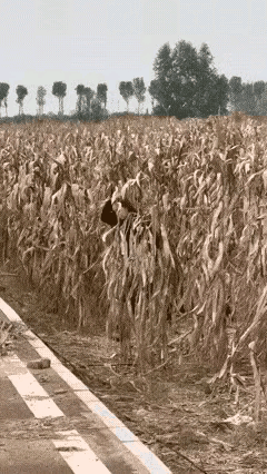 穿成这样下地干活吗[捂脸哭]