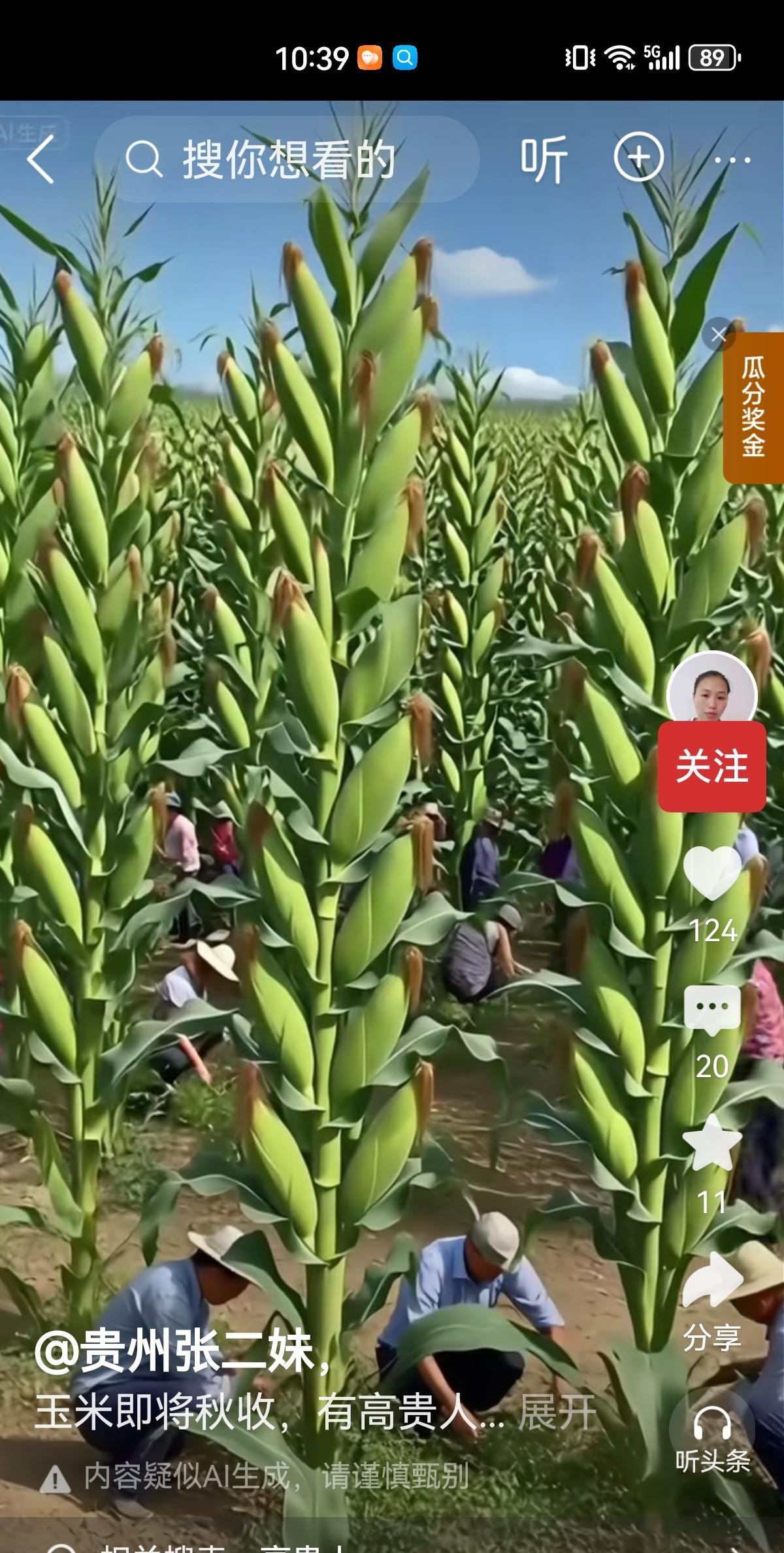 一株玉米本来只能结2-3个穗，这些主播播放的玉米，一个植株上结了好多的穗，这纯