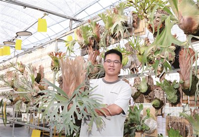 90后新农人种植鹿角蕨