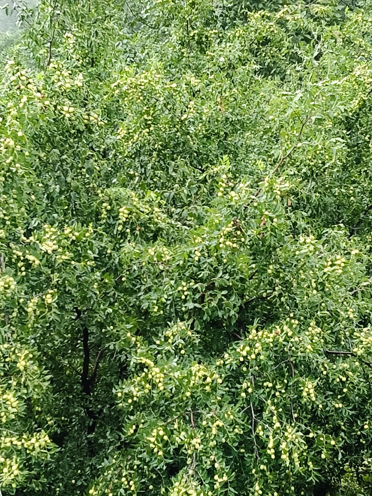 我只记得烟雨江南这句话，想到兰州，如今跟江南没有任何区别了。降雨量多了以后南