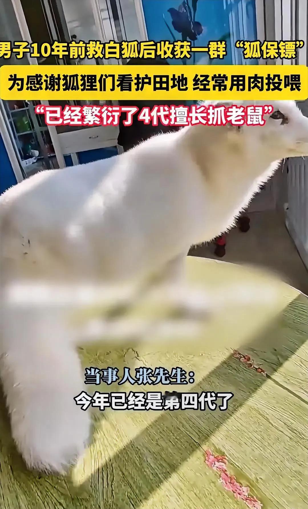 这下总算是理解纣王了，白狐的报恩，不仅是张先生，全网友都很惊奇，长达十年的“