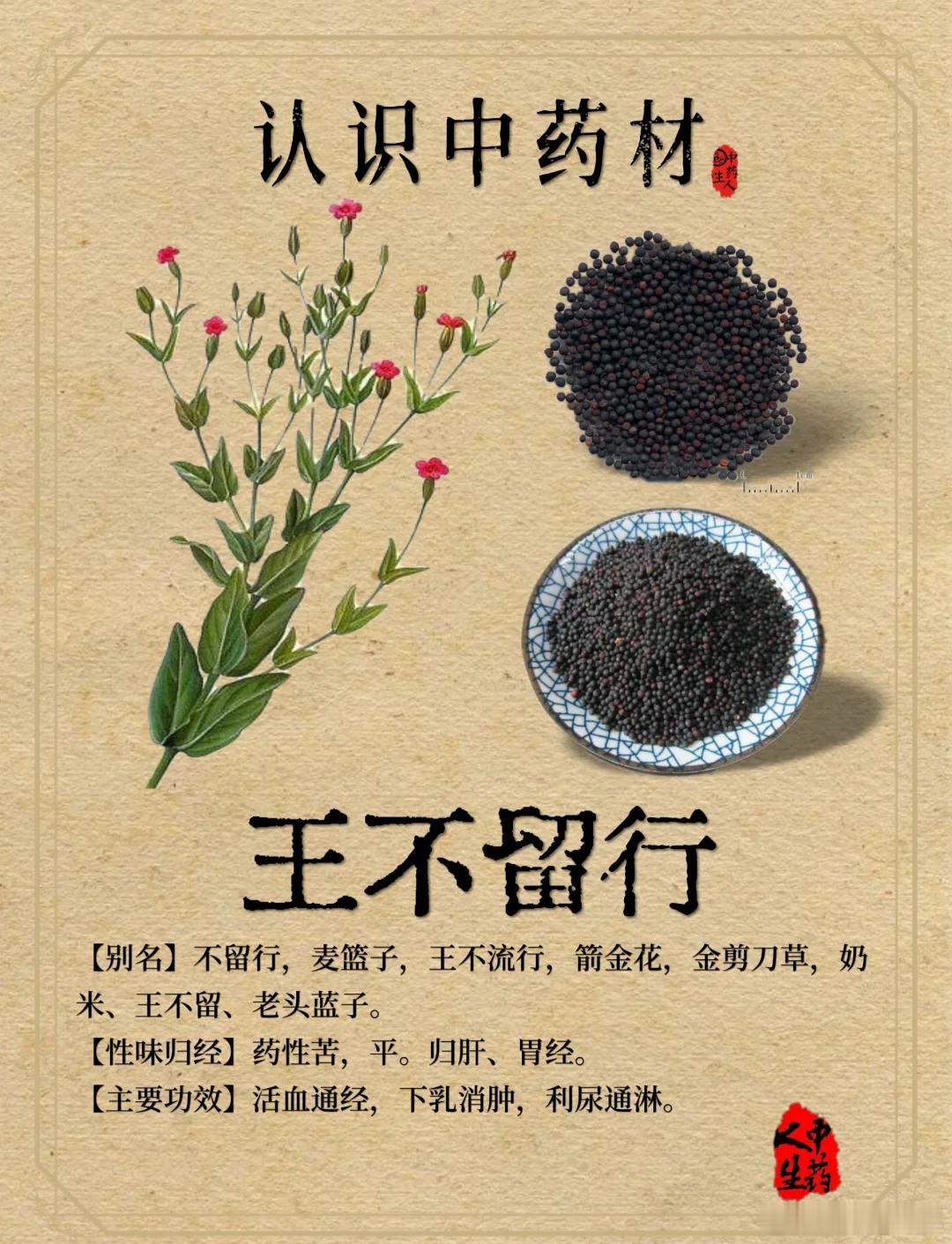 一味中药，上能通乳汁，下能通月经，还能通血脉，用对了全身轻松这味药材，应该是所有