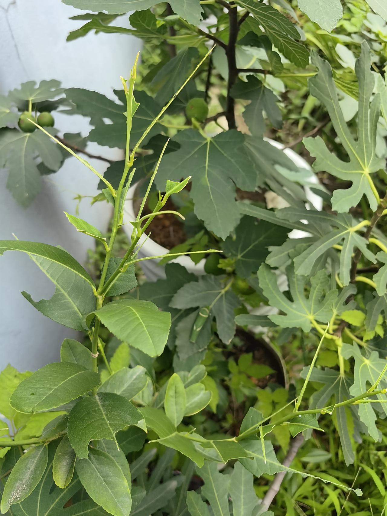 考考你们的眼力！这颗柠檬的叶子，竟然被虫子给吃的快没了！你们能看到这个虫子吗？