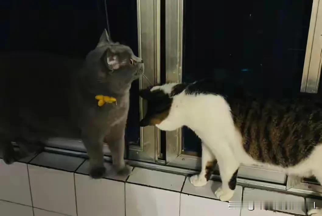 家里本来有一只蓝猫，又收养了一只黑白花的流浪猫。没想到这只流浪猫心眼子太多了，为