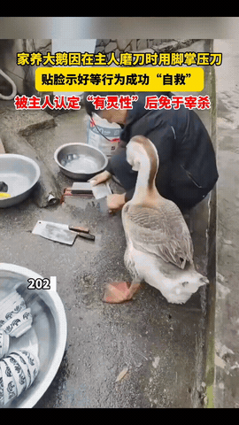 “解释不清了！”贵州，一男子除夕当天准备杀鹅，突然大鹅伸出鹅掌，还按住了主人磨刀