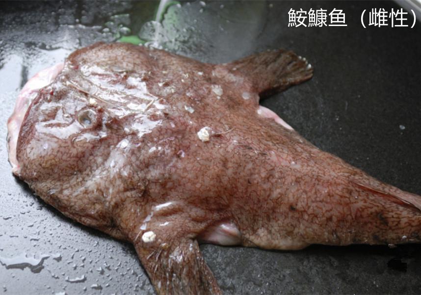 咱们平时吃的鮟鱇鱼都是雌性的，这是为什么？因为雌大如猪、雄小如虫。雌性鮟鱇鱼