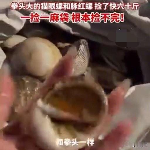 青岛“发海”太疯狂！头灯照满沙滩，2小时捡60斤海鲜，麻袋都装不下10月3