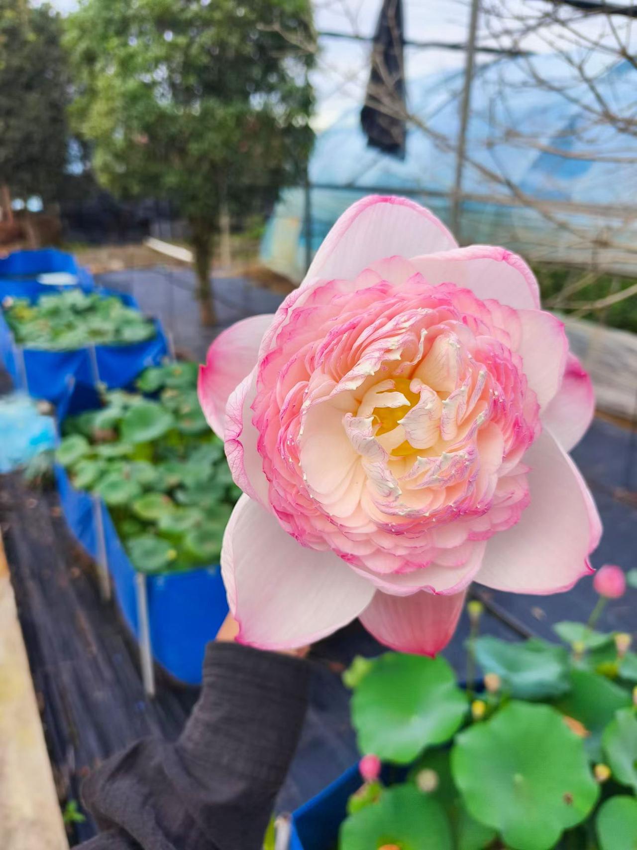 手持粉荷观赏荷花新品种自育荷花品种新品种荷花重瓣荷花种植