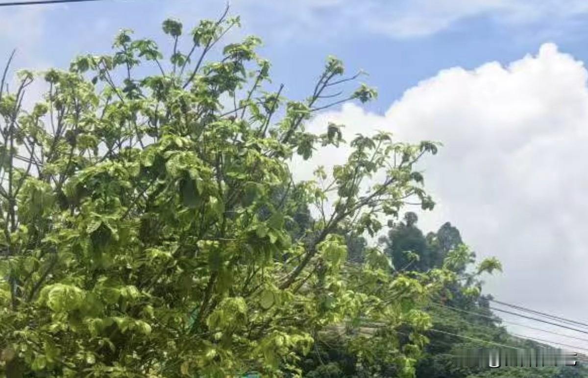 满目鲜嫩的新绿缀满枝头，澄澈蓝天衬着蓬松白云。远山层峦叠翠，微风拂过枝叶，山野间