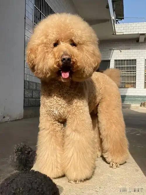 狗主人在小区遛狗不拴绳，我多看了两眼，结果就被她给瞪了。昨天我的猫走丢了，我