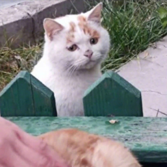 谁能拒绝小猫咪渴望被摸摸的眼神呢可怜又可爱，好想把它抱在怀里啊一只也想被