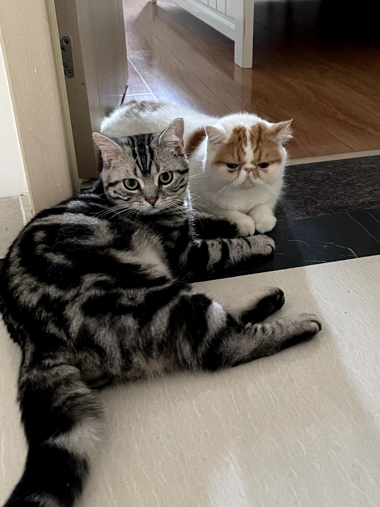 分享一张你家猫咪的可爱照片