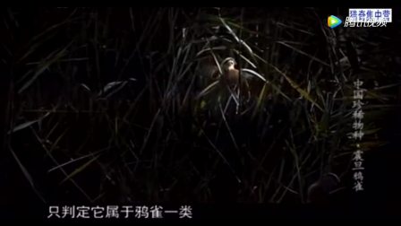 雅婕钢琴曲一啄木鸟