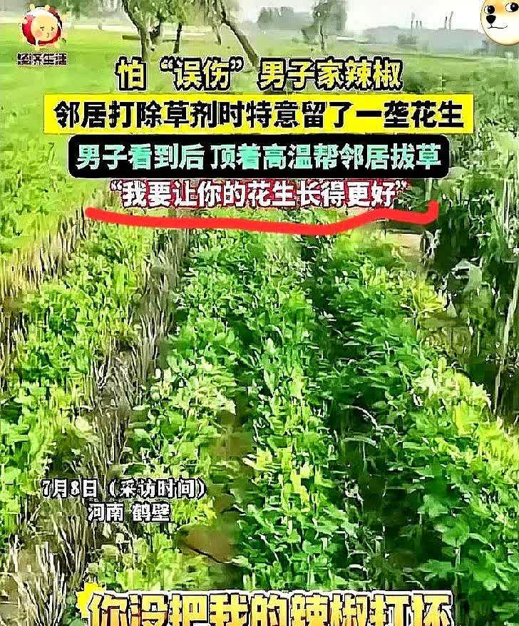 中国好邻居！河南鹤壁一男子去地里面看辣椒长势，发现邻居给花生地喷洒除草剂