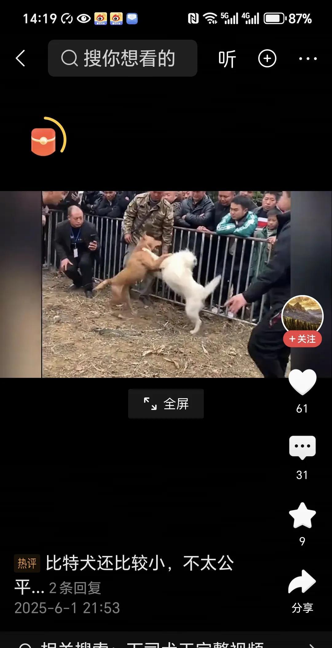 下司犬和比特犬打斗，还是没有比特犬耐力好。刚刚看一个视频。比特犬和下司犬打