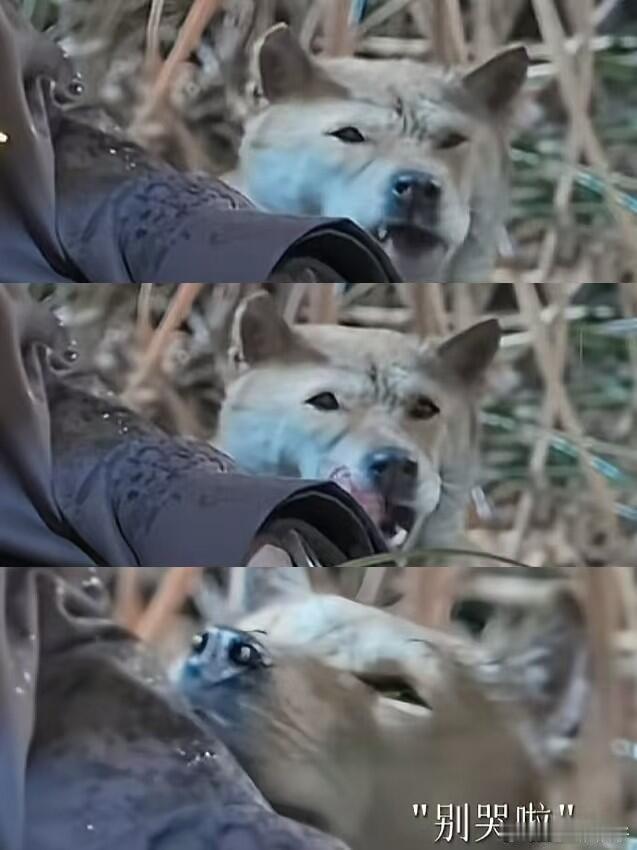 这剧咋连狗都有演技一人一狗，真情流露最打动人。