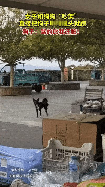 笑不活了！浙江女子遛狗遇硬核名场面，自家狗子被流浪狗组团欺负，女子