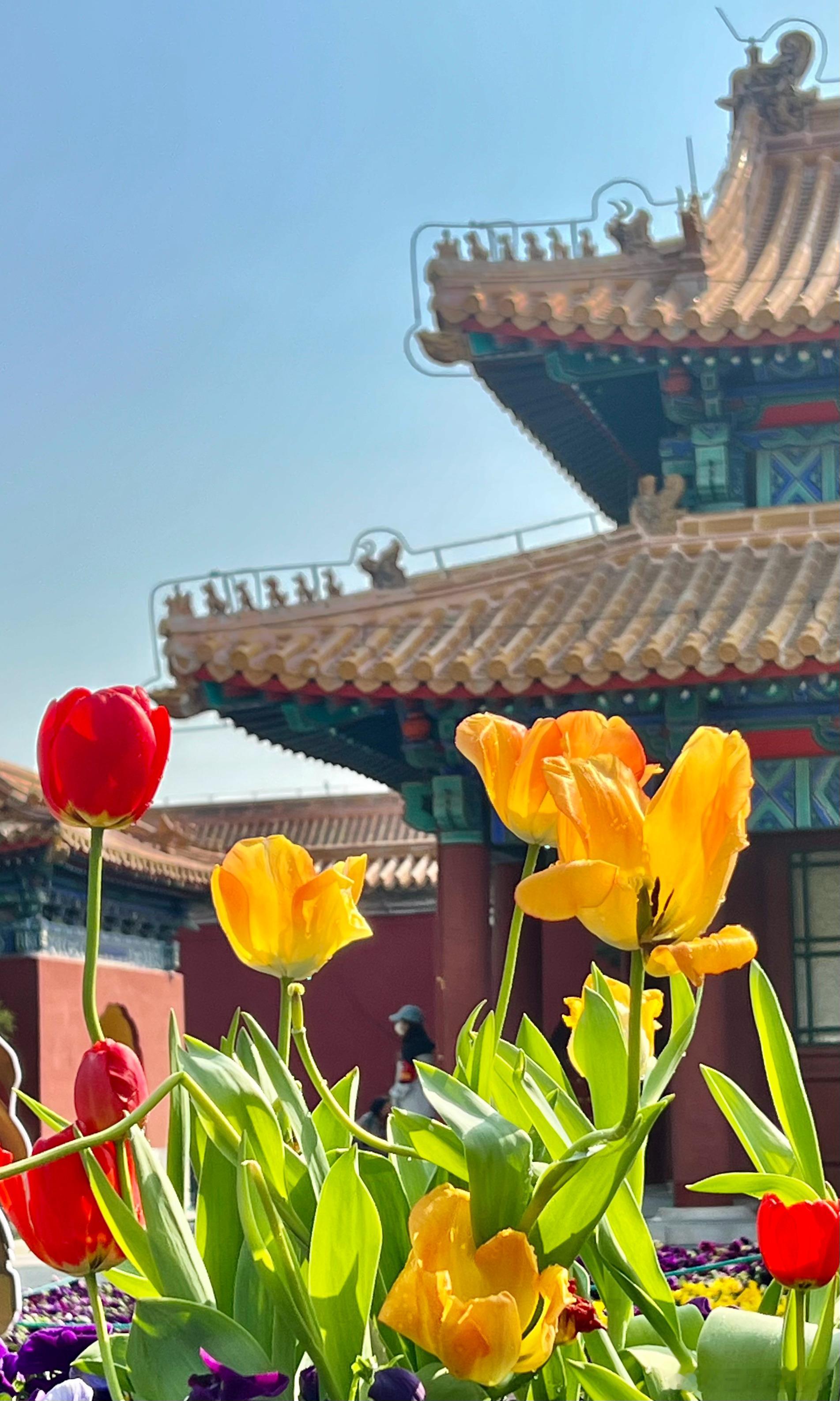 北京中山公园郁金香花开摄影