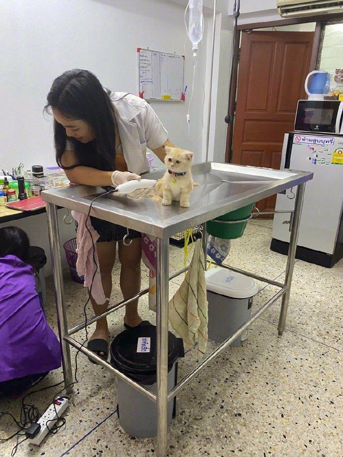 看起来很冷静的猫咪！