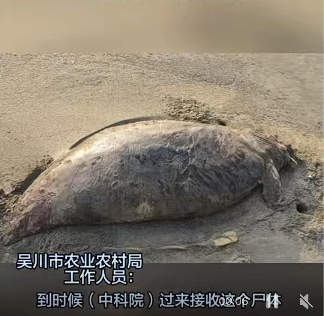 美人鱼回归？曾被宣布“功能性灭绝”的珍稀动物再现踪迹？2月12日，有观鸟爱好者在