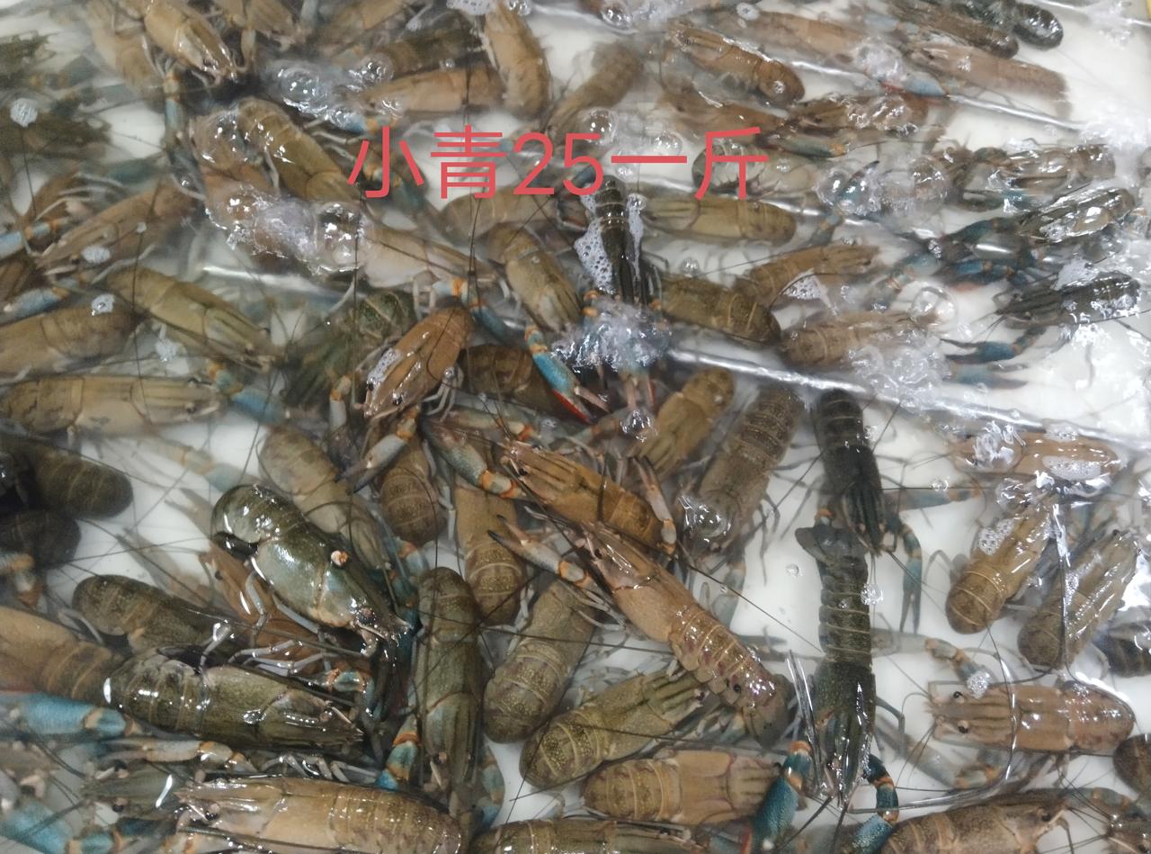 宁波慈溪不起眼的菜市场，却是最有烟火气的菜市场。一般海鲜及鱼虾真心不贵，5元