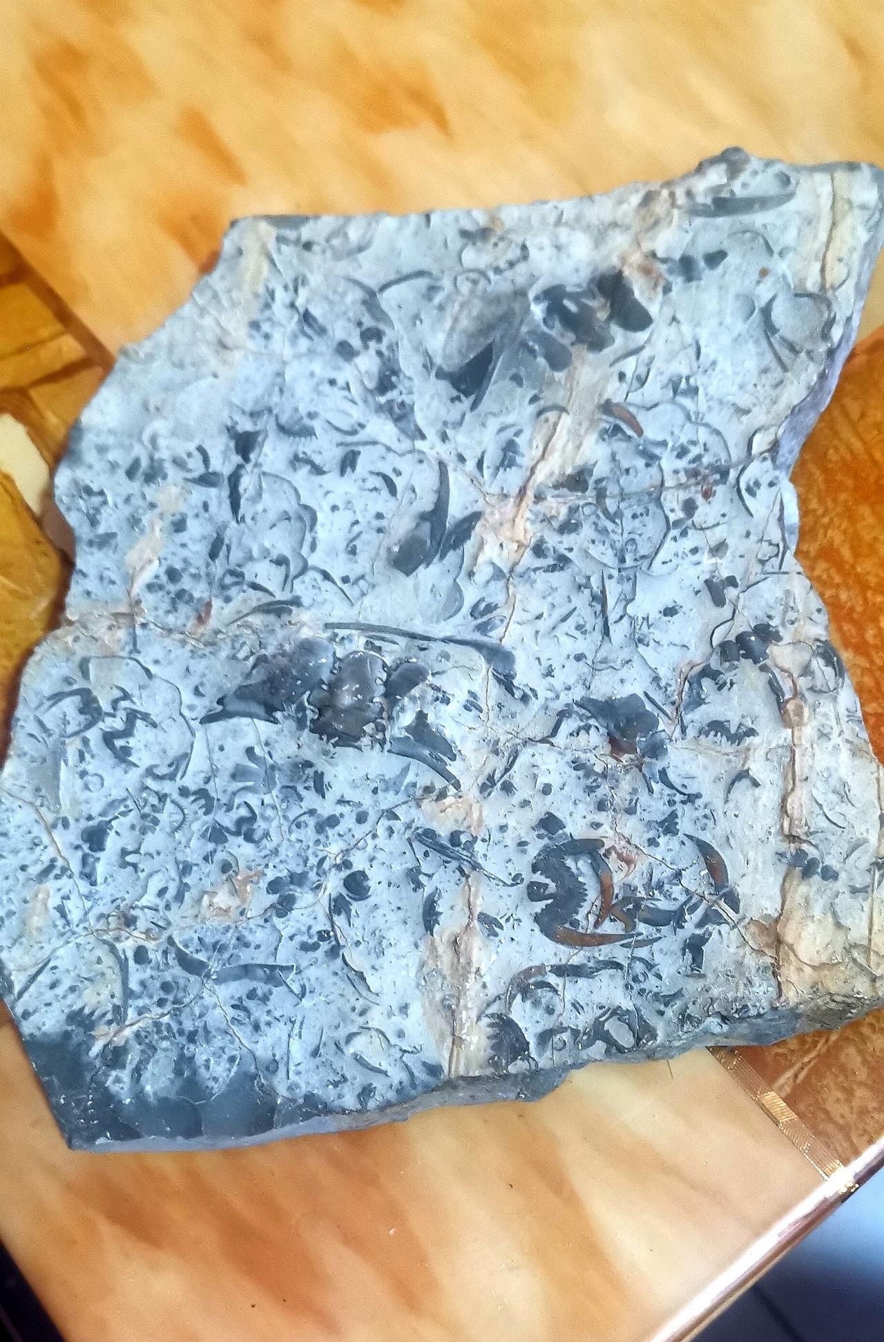 古三叶虫化石介绍：潍坊地区许多山体由石灰岩构成，里面藏有古生物化石，我