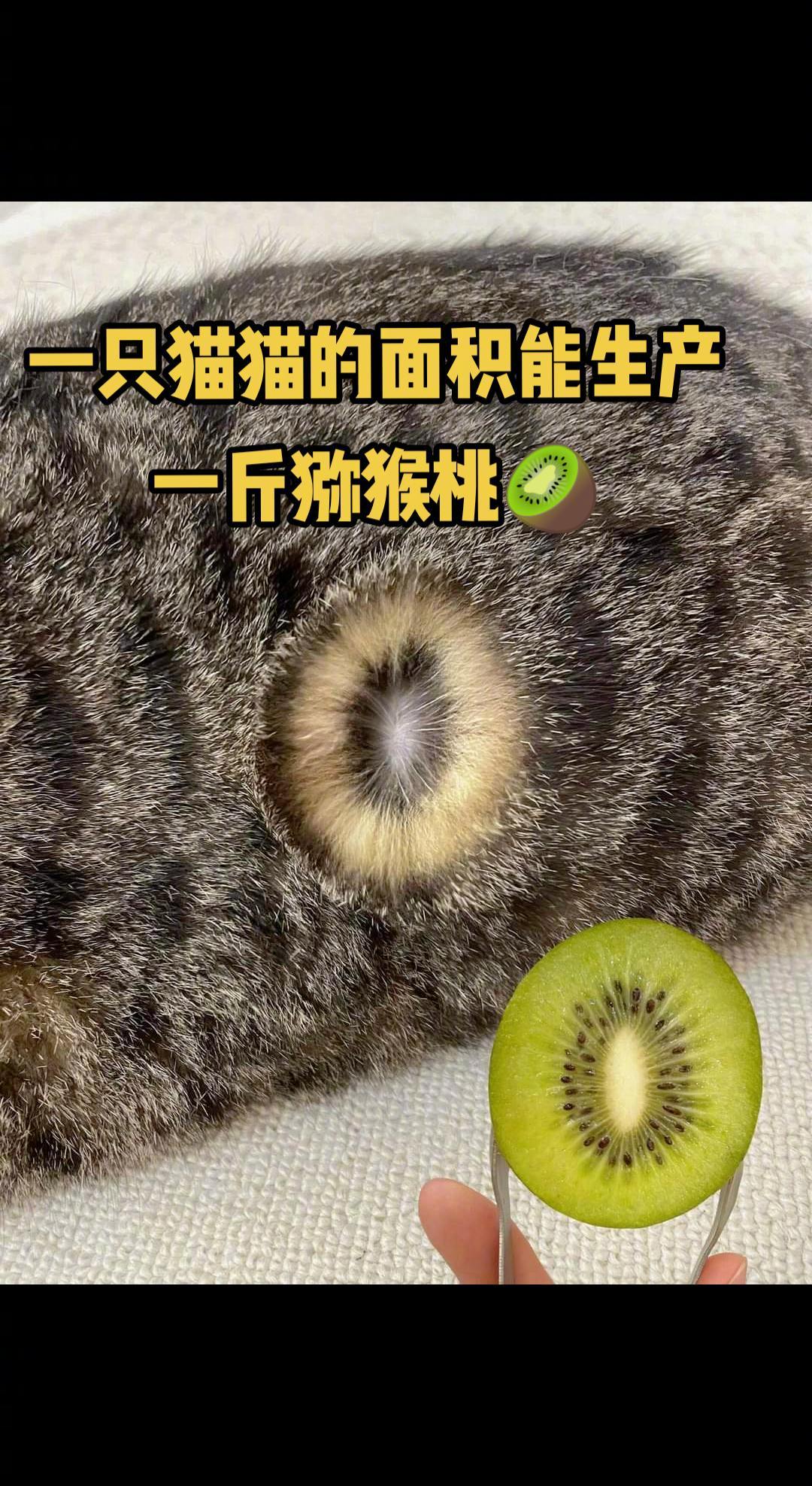 一只猫猫的面积能生产一斤猕猴桃！