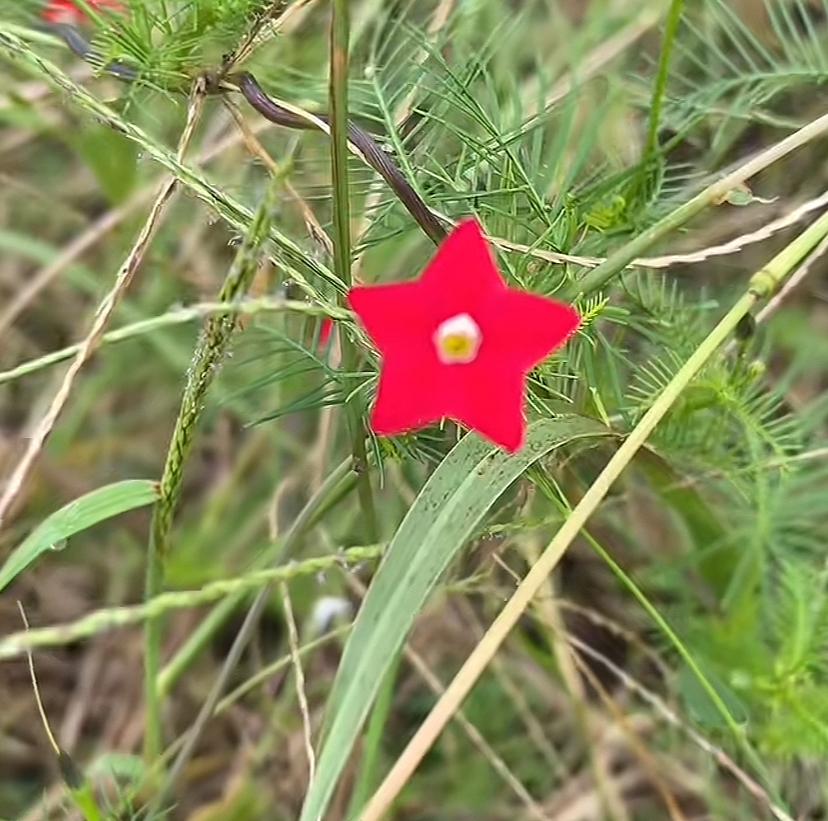 这是什么花啊，好漂亮。