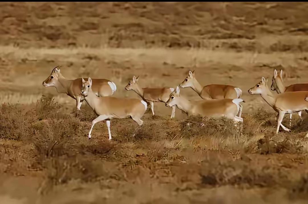 蒙古大批黄羊跑到中国，在蒙古，黄羊是牧民眼中的害畜，可以随便打，甚至游客可以猎杀