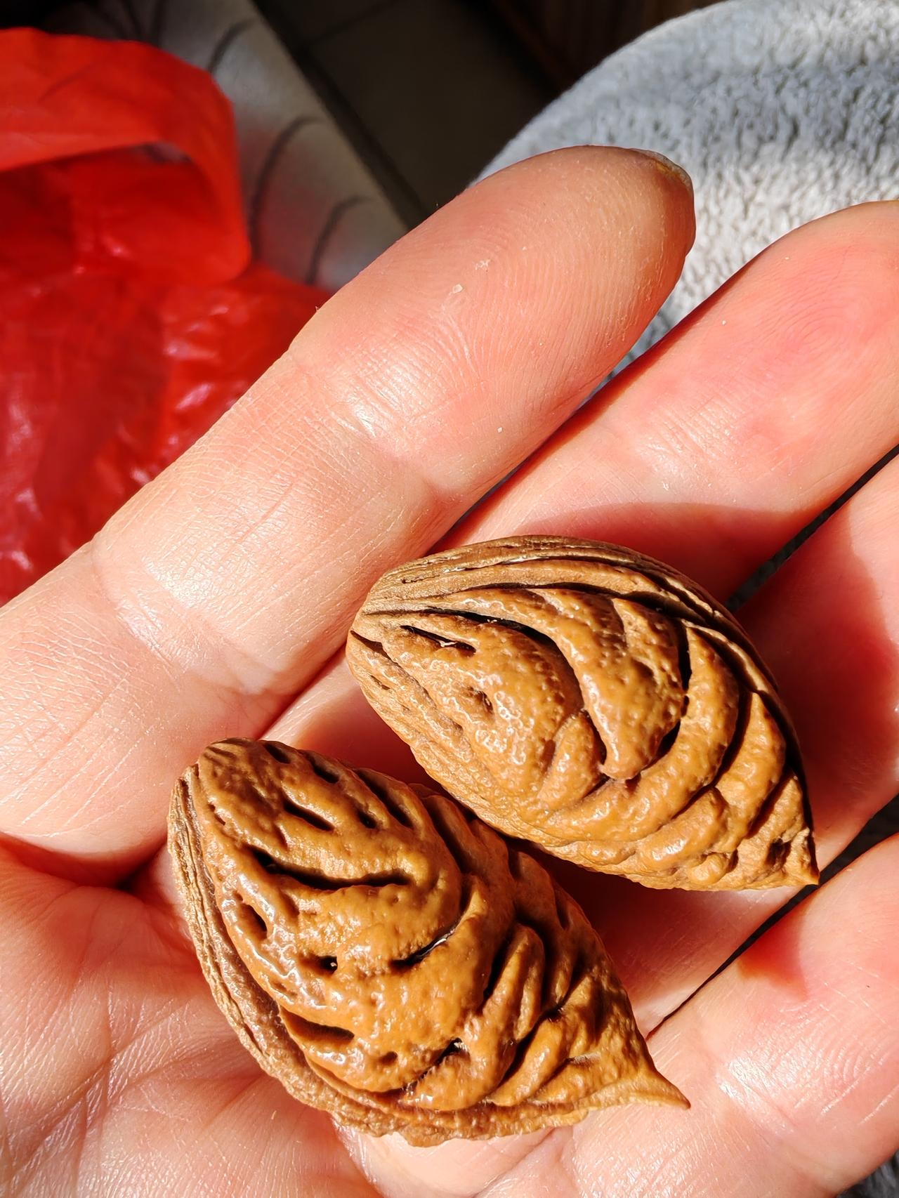 想知道这么美的桃核它的花是什么样子吗？这么美的桃核，它的花朵更美。这种碧桃的